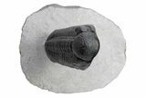 Phacopid (Adrisiops) Trilobite - Rock Removed Under Shell #230350-2